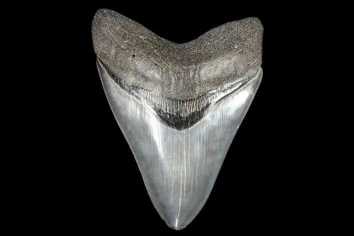 Fossil Megalodon Tooth - South Carolina #93514